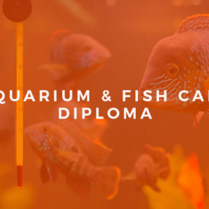 Professional Diploma in Aquarium and Fish Care