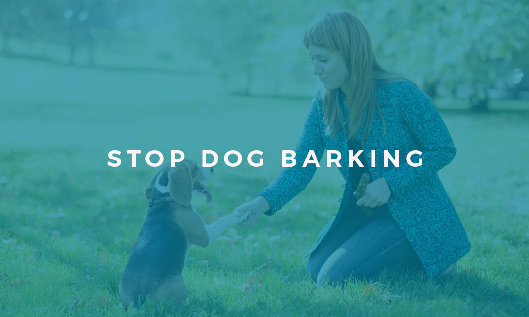 Dog Training: Stop Dog Barking Online Course | Alpha Academy
