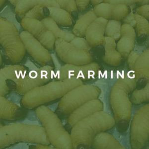Accredited Worm Farming Training