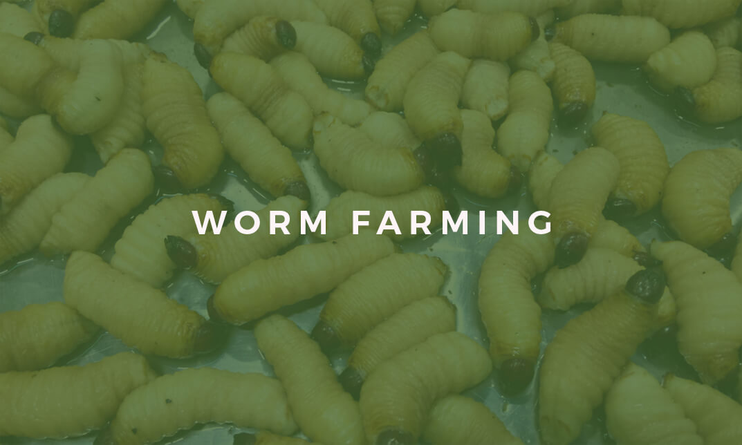 Accredited Worm Farming Training