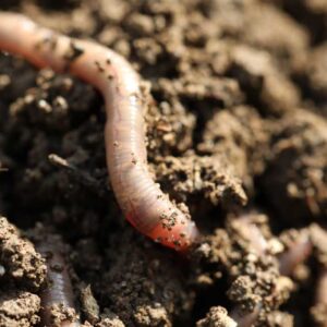 Worm Farming