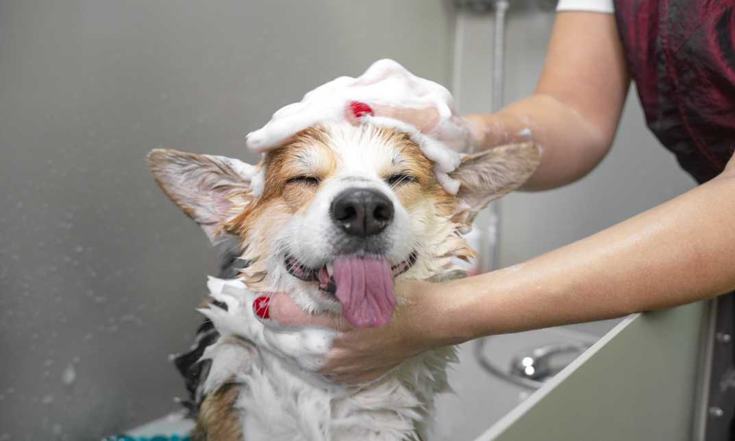 Dog Care & Grooming