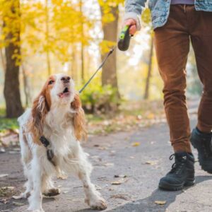 Dog Training: Stop Dog Barking