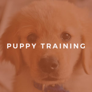 Puppy Training Essentials Level 2