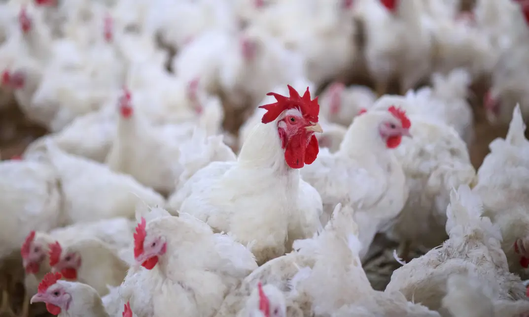 Poultry Farming