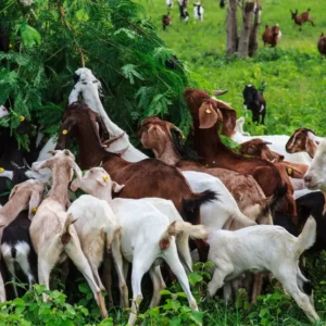goat farm