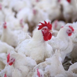 Diploma in Poultry Farming
