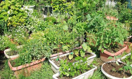 Home Decorating, Improving and Gardening