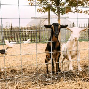 Poultry, Goat, Bee & Worm Farming