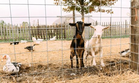 Poultry, Goat, Bee & Worm Farming