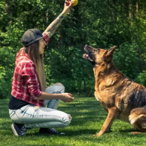 Professional Diploma in Dog Training