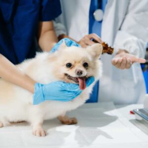 Animal Care