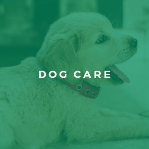 Dog Care and Training Course