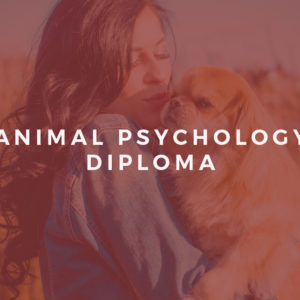Online Animal Psychology Diploma