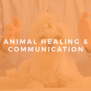 Animal Healing and Communication Training
