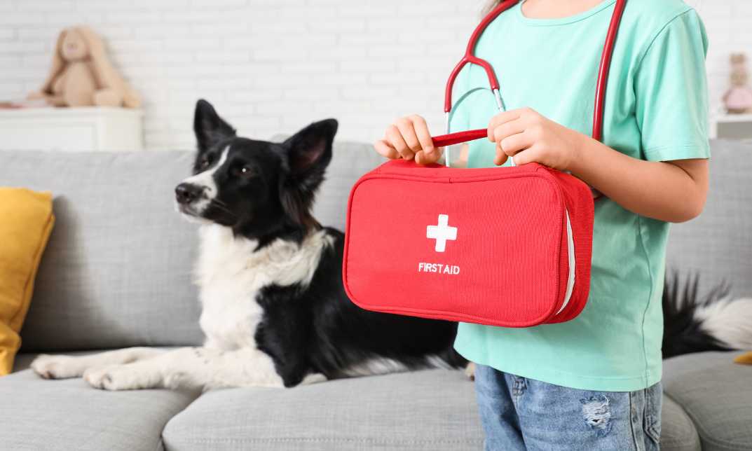 Pet First Aid Training
