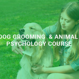 Dog Grooming & Behaviour Psychology Course