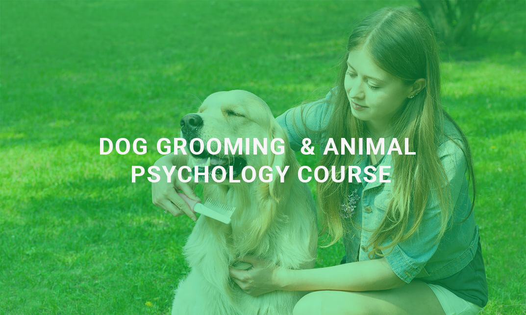 Dog Grooming & Behaviour Psychology Course Alpha Academy