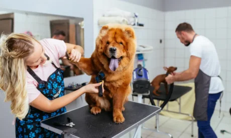 Dog Grooming & Behaviour Psychology