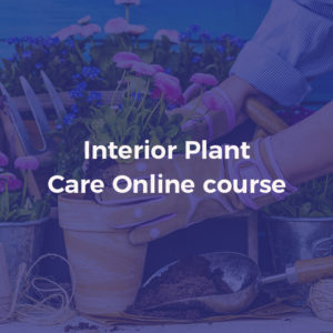 interior plant care - alpha academy