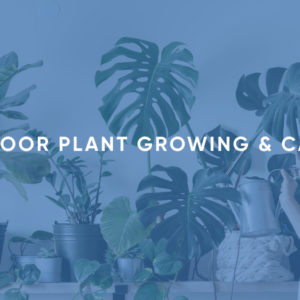 Indoor Plant Growing & Care