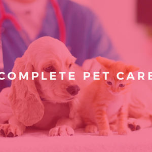 Complete Pet Care Online Course - Animal Psychology, Pet First Aid, CPR and Pet Business Certificate