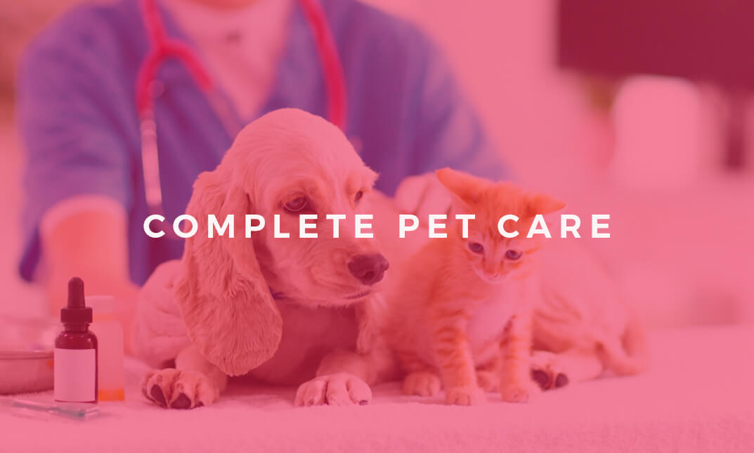 Complete Pet Care Online Course - Animal Psychology, Pet First Aid, CPR and  Pet Business Certificate | Alpha Academy