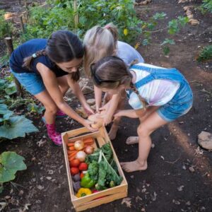 Vegetable Gardening