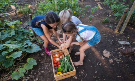 Vegetable Gardening