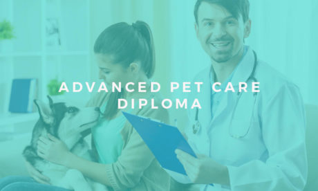Pet Care Diploma: Complete Bundle - Animal Psychology, Pet First Aid, CPR and Pet Business