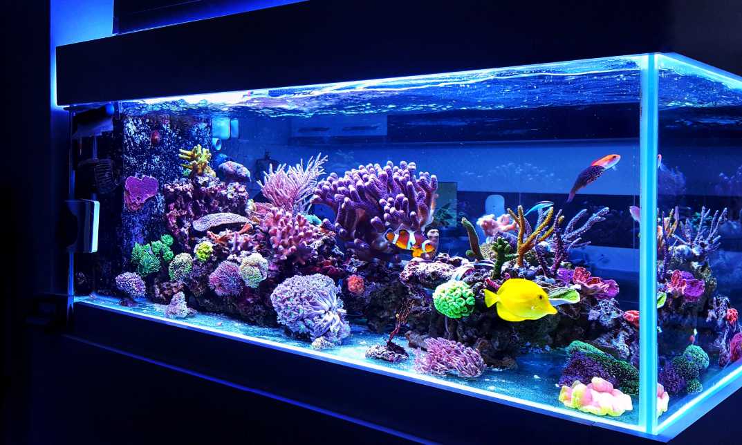 Aquarium and Fish Care