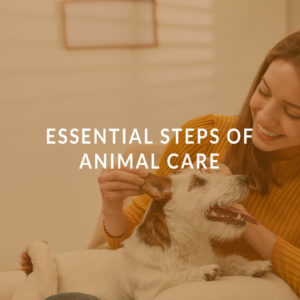 Essential Steps of Animal Care