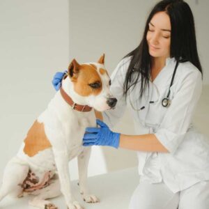 Essential Steps of Animal Care