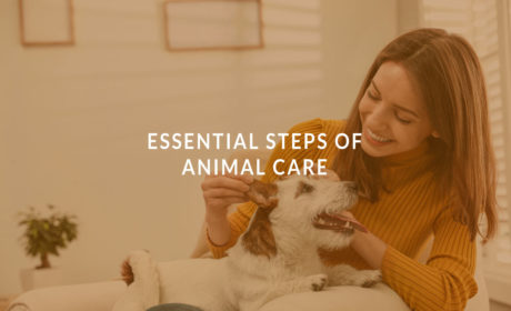 Essential Steps of Animal Care