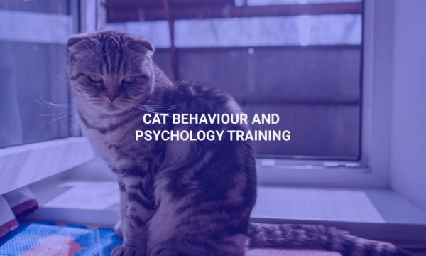 Cat Behaviour and Psychology Training