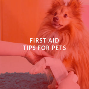 First Aid Tips for Pets