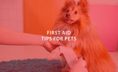 First Aid Tips for Pets
