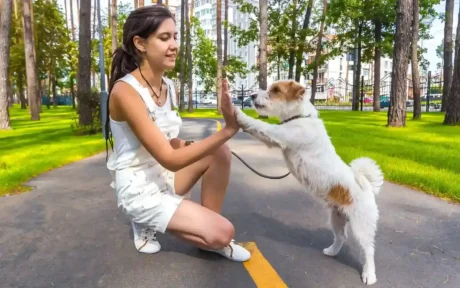 Dog Care and Training