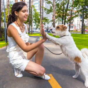 Dog Care and Training