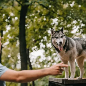 Learn How to Run a Successful Dog Training Business