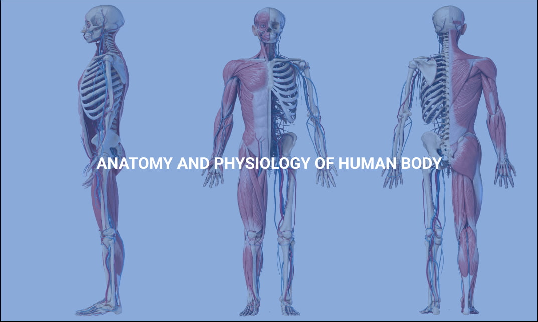 Anatomy and Physiology of Human Body