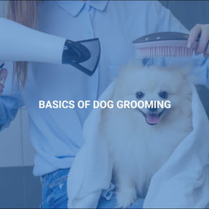 Basics of Dog Grooming