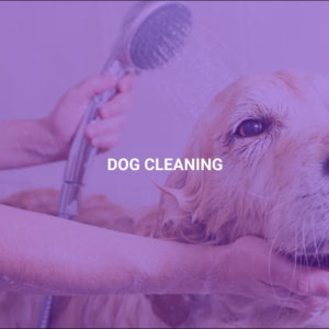 Dog Cleaning