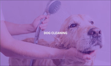 Dog Cleaning