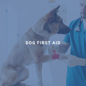 Dog First Aid