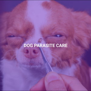 Dog Parasite Care