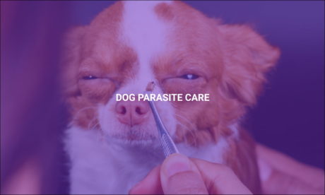 Dog Parasite Care
