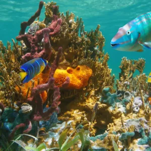 Marine Biology Course
