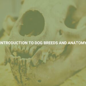 Introduction to Dog Breeds and Anatomy