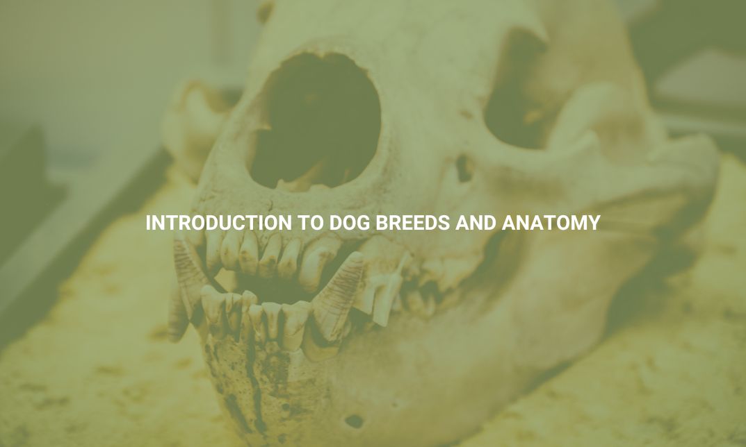 Introduction to Dog Breeds and Anatomy